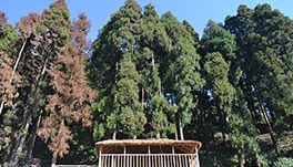 Tashiling Residency Hotel & Spa, Gangtok- Tree-House